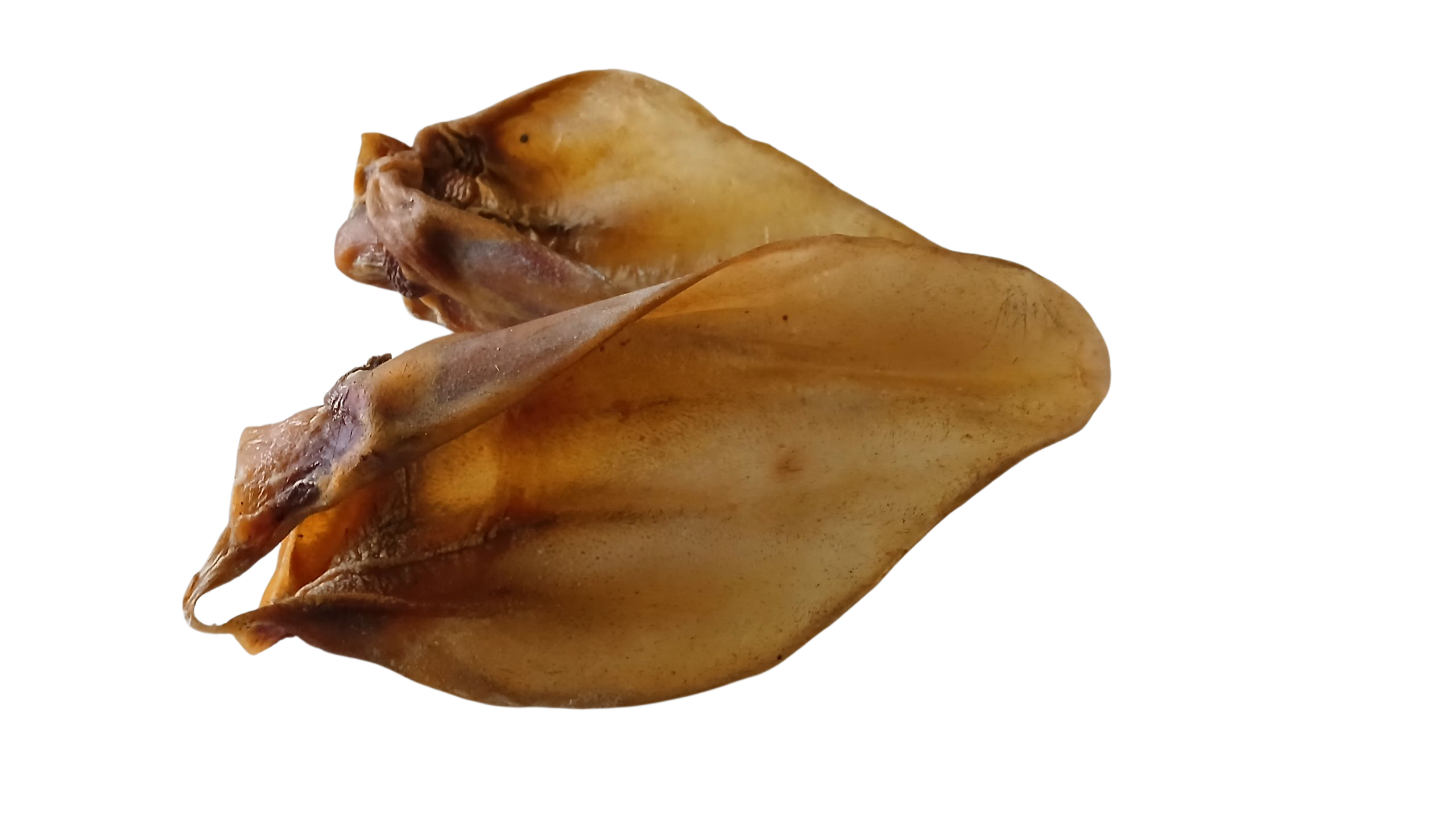 Rinderohren mit Muschel