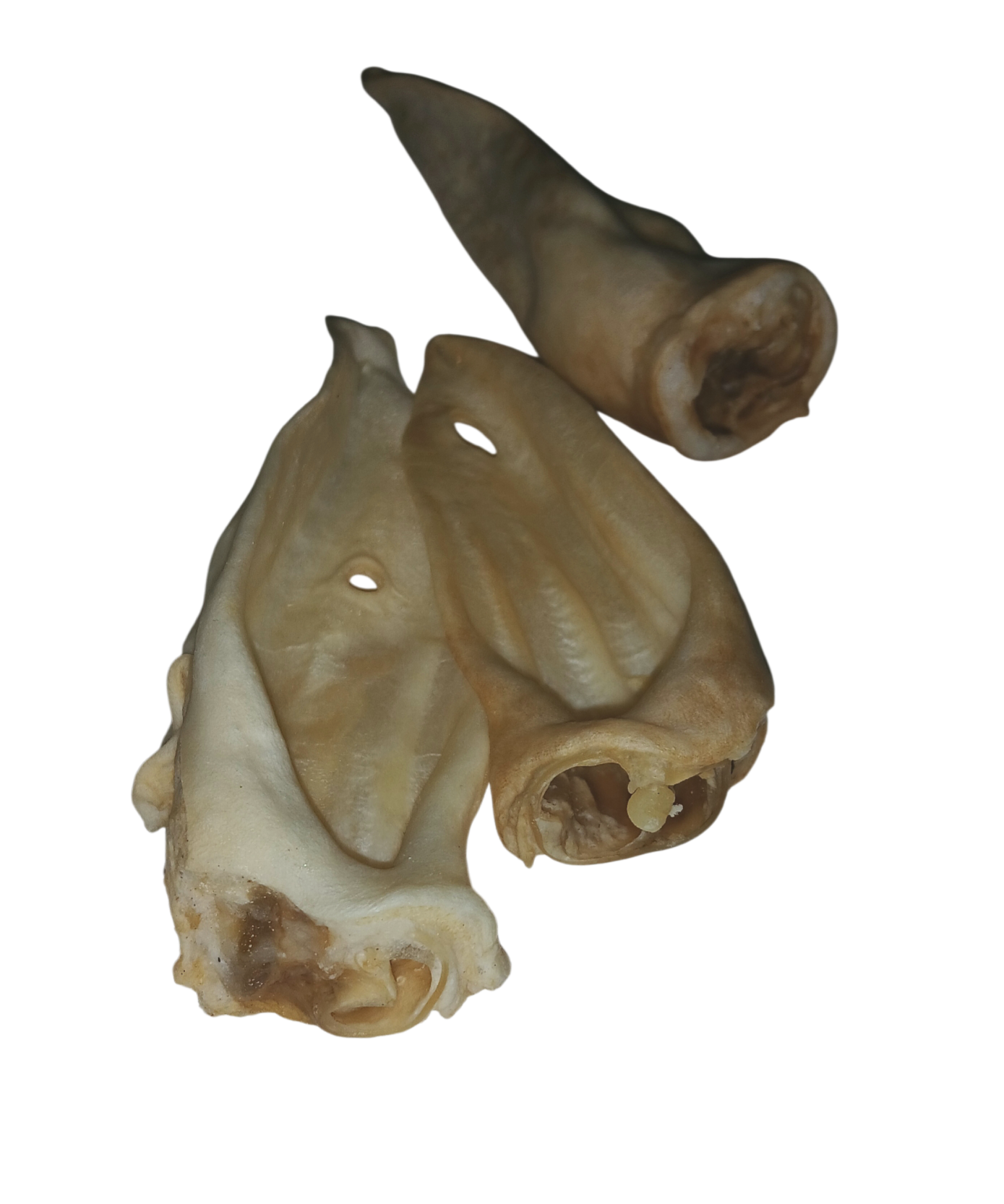 Ziegenohren – Bild 2