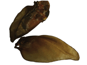 Rinderohren mit Muschel