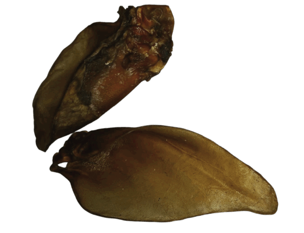 Rinderohren mit Muschel