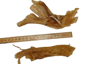 Pferde Achillessehnen