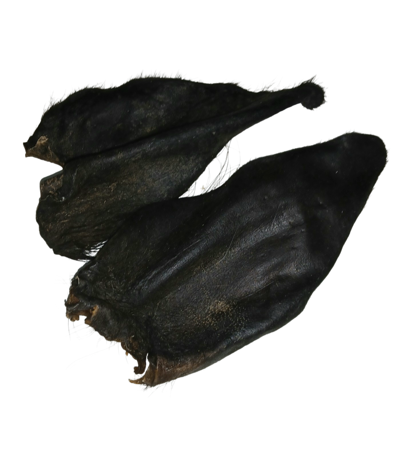 Pferdeohren mit Fell flach