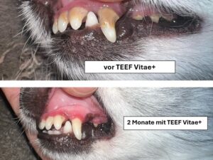 TEEF Vitae+ Hund1
