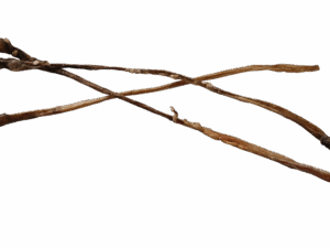 Straussen Achillessehnen