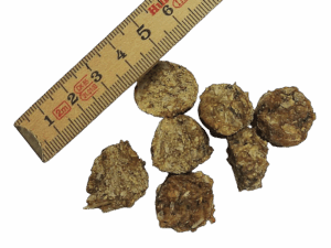 Mini Fisch Taler