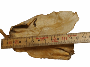 Ziegenohren klein