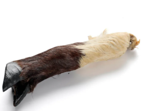 Ziegen Unterbein mit Fell