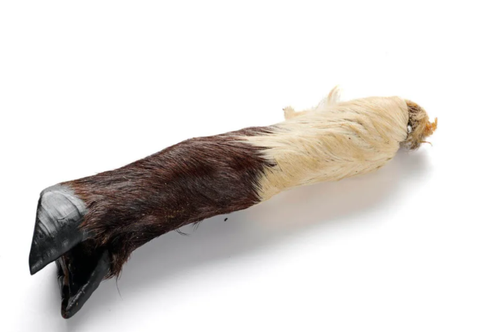 Ziegen Unterbein mit Fell