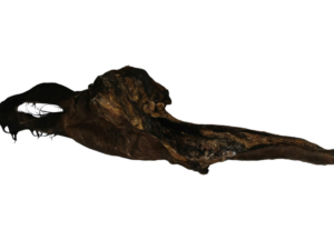 Rinderohr mit Fell und Kopfhaut