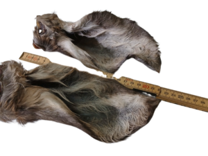 Hirschohren mit Fell