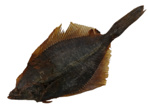 Fisch